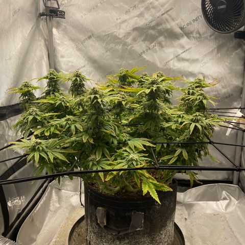 Gush Mintz growlog photo: 7:10pm