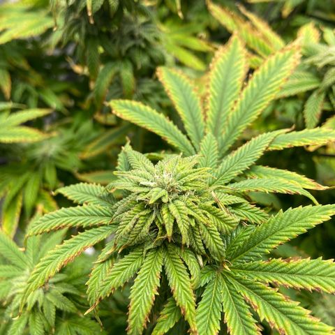 Gush Mintz growlog photo: -7:11pm