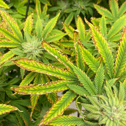 Gush Mintz growlog photo: -7:12pm