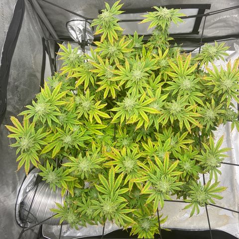 Gush Mintz growlog photo: -7:30pm