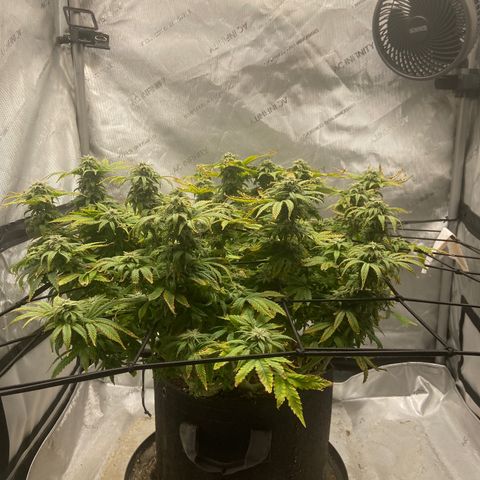 Gush Mintz growlog photo: -7:30pm
