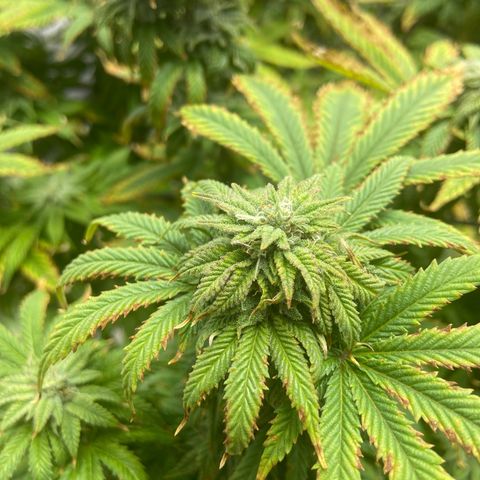 Gush Mintz growlog photo: -7:30pm