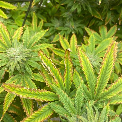 Gush Mintz growlog photo: -7:31pm