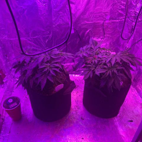 Gush Mintz Clone #2 growlog photo: -7:34pm