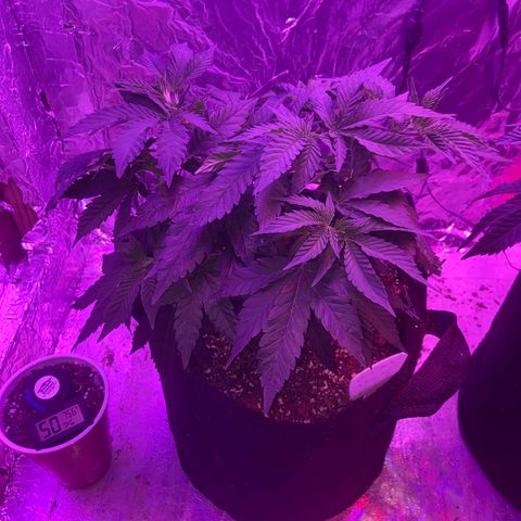 Gush Mintz Clone #1 growlog photo: -7:35pm