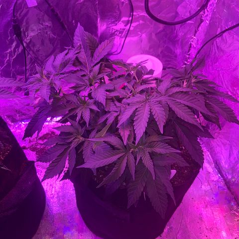 Gush Mintz Clone #2 growlog photo: -7:35pm
