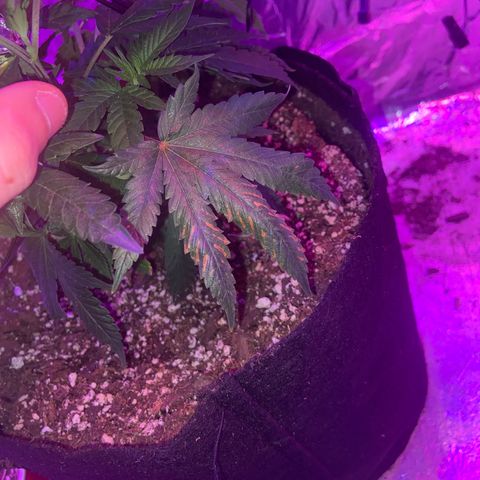Gush Mintz Clone #1 growlog photo: -7:37pm