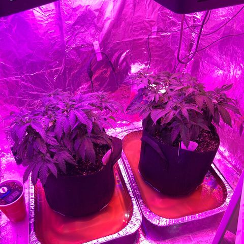 Gush Mintz Clone #2 growlog photo: -3:27pm