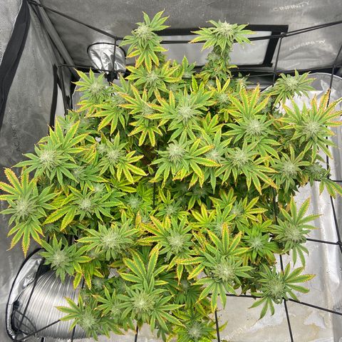 Gush Mintz growlog photo: -7:57pm