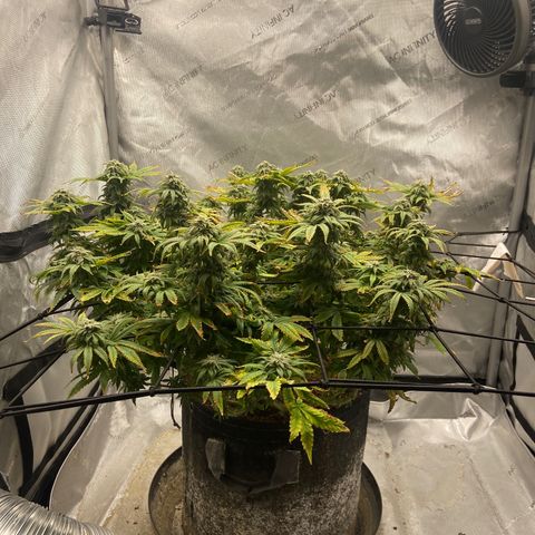 Gush Mintz growlog photo: -7:57pm
