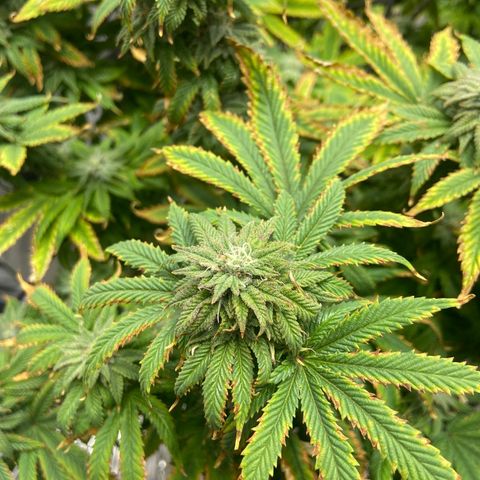 Gush Mintz growlog photo: -7:58pm