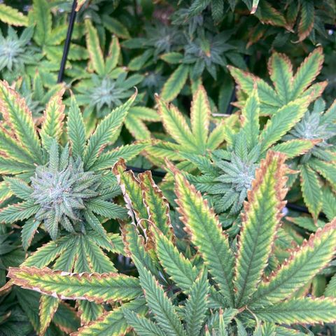 Gush Mintz growlog photo: -7:58pm