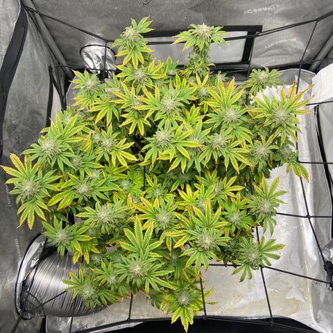 Gush Mintz growlog photo: -7:41pm