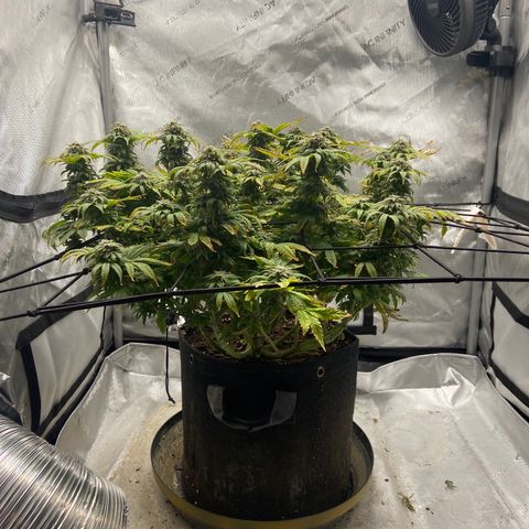 Gush Mintz growlog photo: -7:42pm
