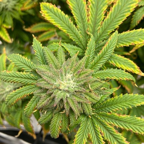 Gush Mintz growlog photo: -7:42pm