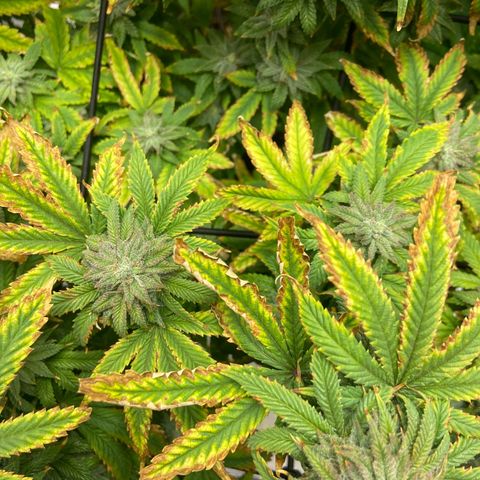 Gush Mintz growlog photo: -7:42pm