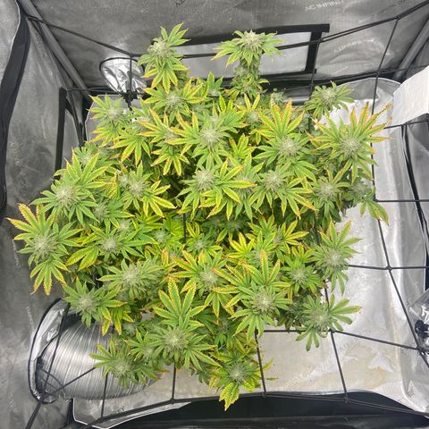 Gush Mintz growlog photo: -7:08pm