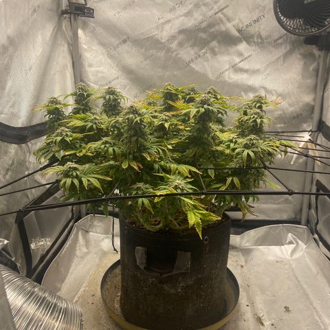 Gush Mintz growlog photo: -7:08pm