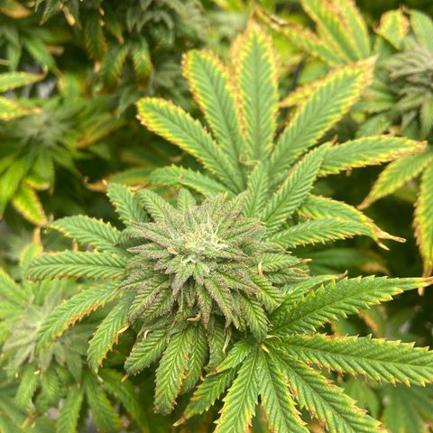 Gush Mintz growlog photo: -7:08pm