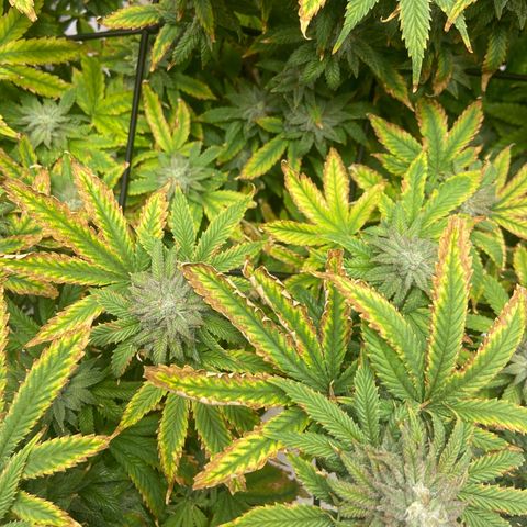 Gush Mintz growlog photo: -7:08pm