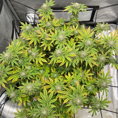 Gush Mintz growlog photo: -7:21pm