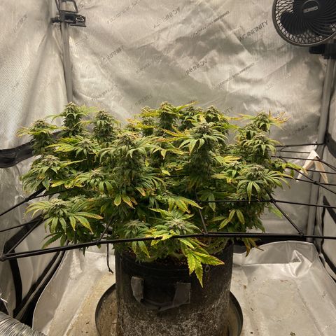 Gush Mintz growlog photo: -7:21pm