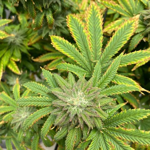 Gush Mintz growlog photo: -7:21pm