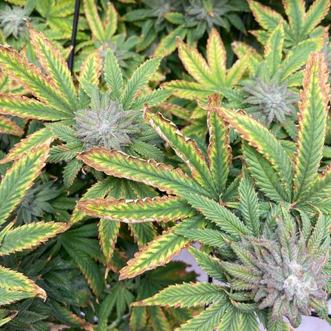 Gush Mintz growlog photo: -7:22pm