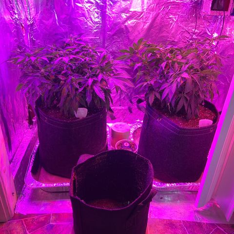 Gush Mintz Clone #2 growlog photo: -5:05pm