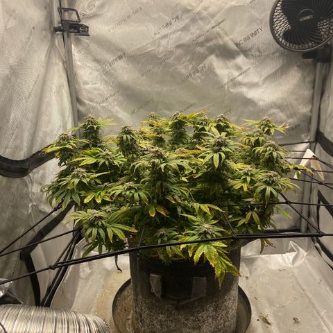 Gush Mintz growlog photo: -7:47pm