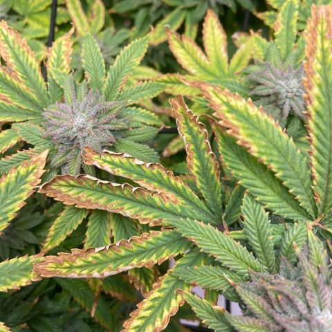Gush Mintz growlog photo: -7:48pm