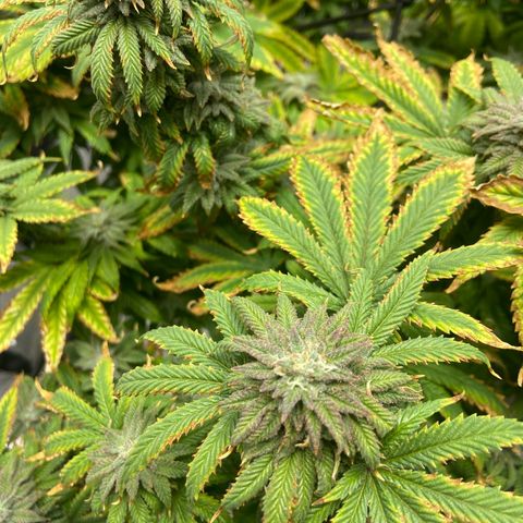 Gush Mintz growlog photo: -7:47pm