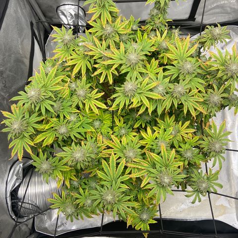 Gush Mintz growlog photo: -7:47pm