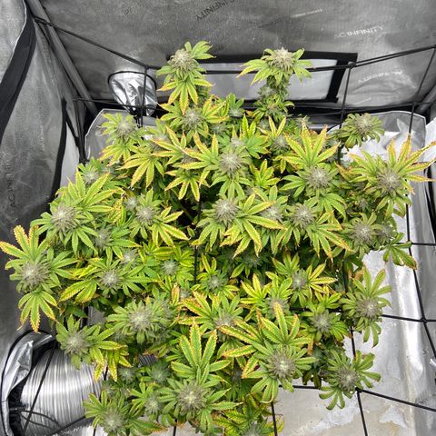 Gush Mintz growlog photo: -8:03pm