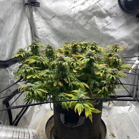 Gush Mintz growlog photo: -8:03pm
