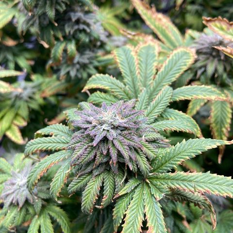 Gush Mintz growlog photo: -8:04pm