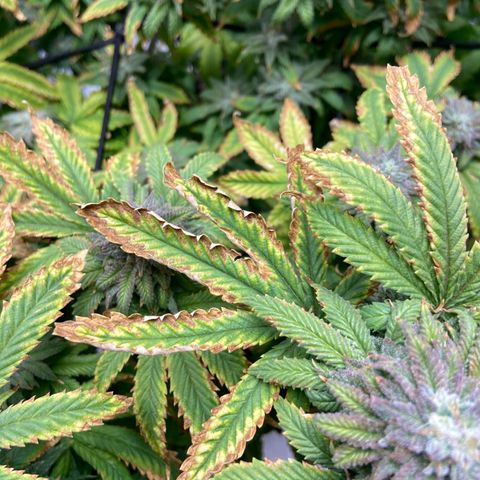 Gush Mintz growlog photo: 8:04pm
