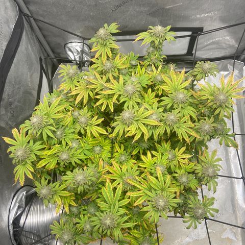 Gush Mintz growlog photo: -7:41pm