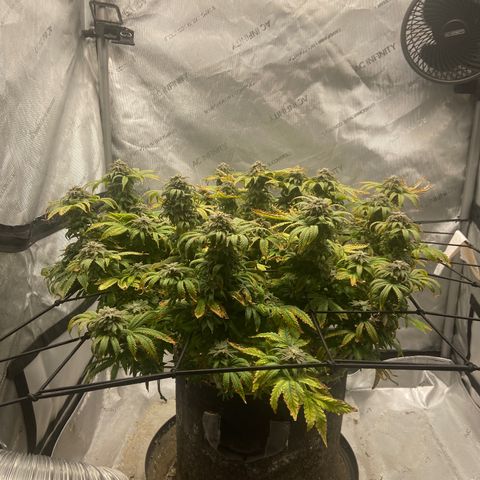 Gush Mintz growlog photo: -7:41pm