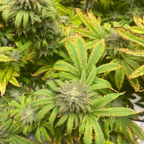 Gush Mintz growlog photo: -7:42pm