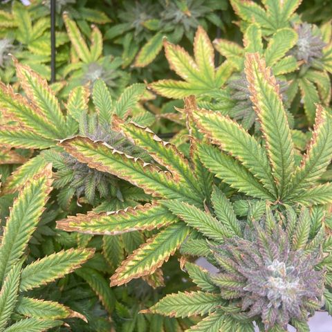Gush Mintz growlog photo: -7:42pm