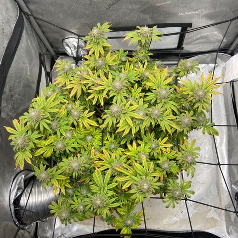 Gush Mintz growlog photo: -7:50pm