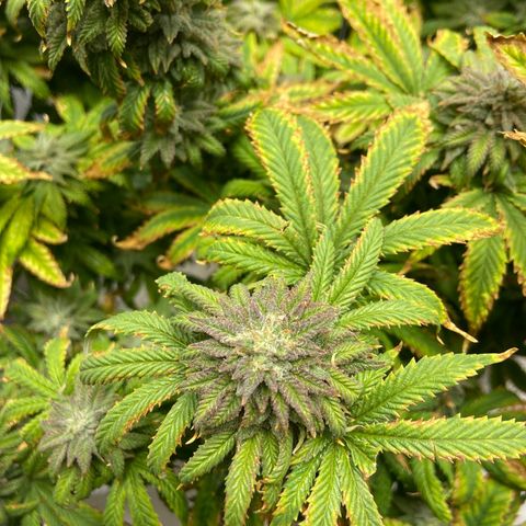 Gush Mintz growlog photo: -7:50pm