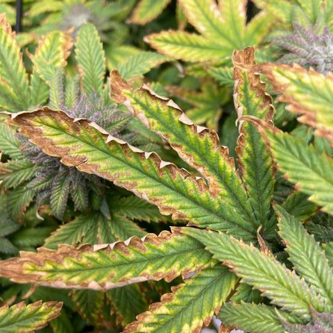 Gush Mintz growlog photo: -7:51pm