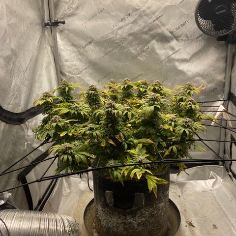 Gush Mintz growlog photo: -7:51pm