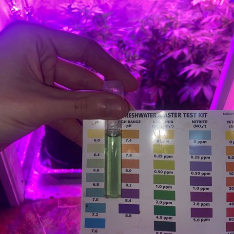 Gush Mintz Clone #2 growlog photo: -2:04pm