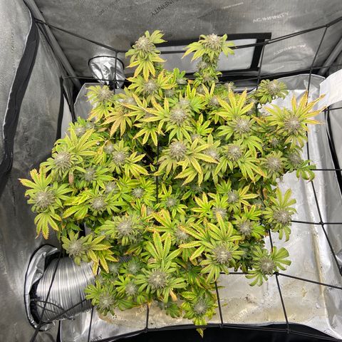 Gush Mintz growlog photo: -7:58pm