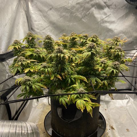 Gush Mintz growlog photo: 7:58pm