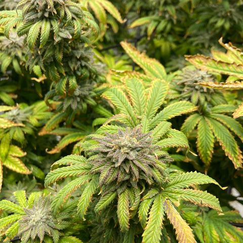 Gush Mintz growlog photo: -7:58pm