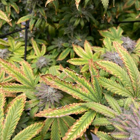 Gush Mintz growlog photo: -7:58pm